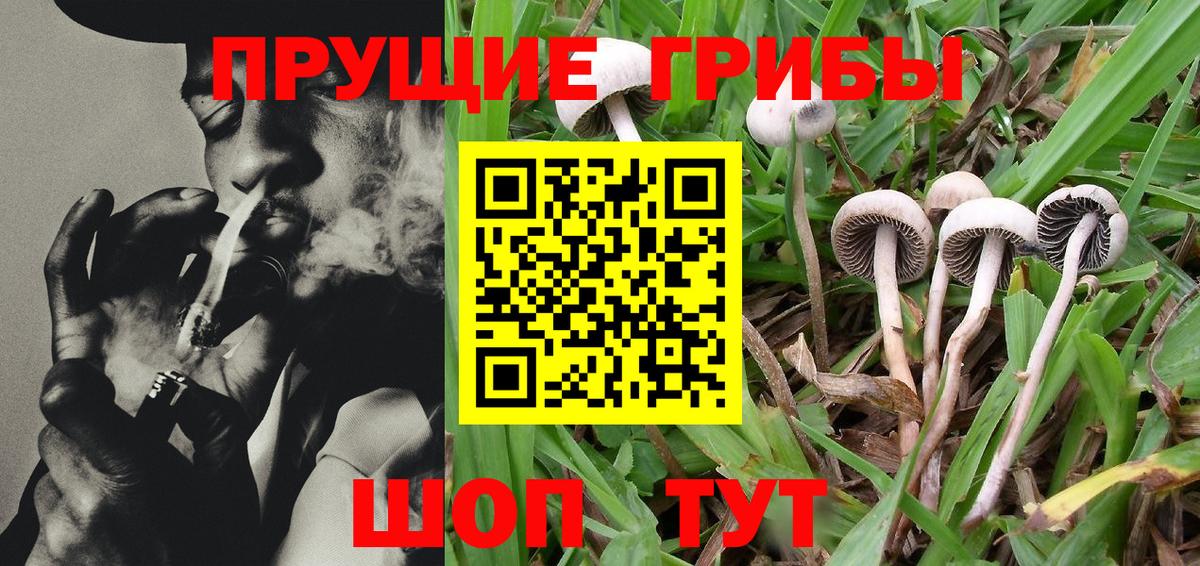 Псилоцибиновые грибы GOLDEN TEACHER Выборг